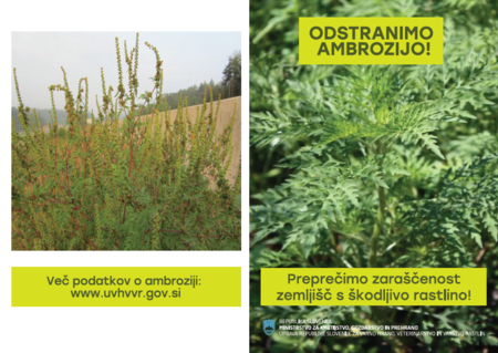 Odstranimo ambrozijo